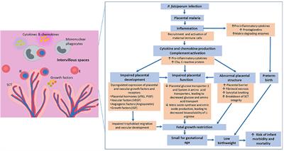 Frontiers | Poor Birth Outcomes In Malaria In Pregnancy: Recent ...